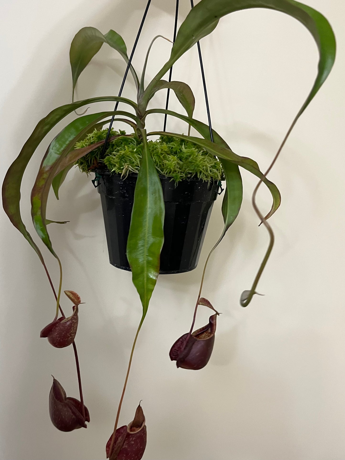 Nepenthes mirabilis var. globosa x rafflesiana SG