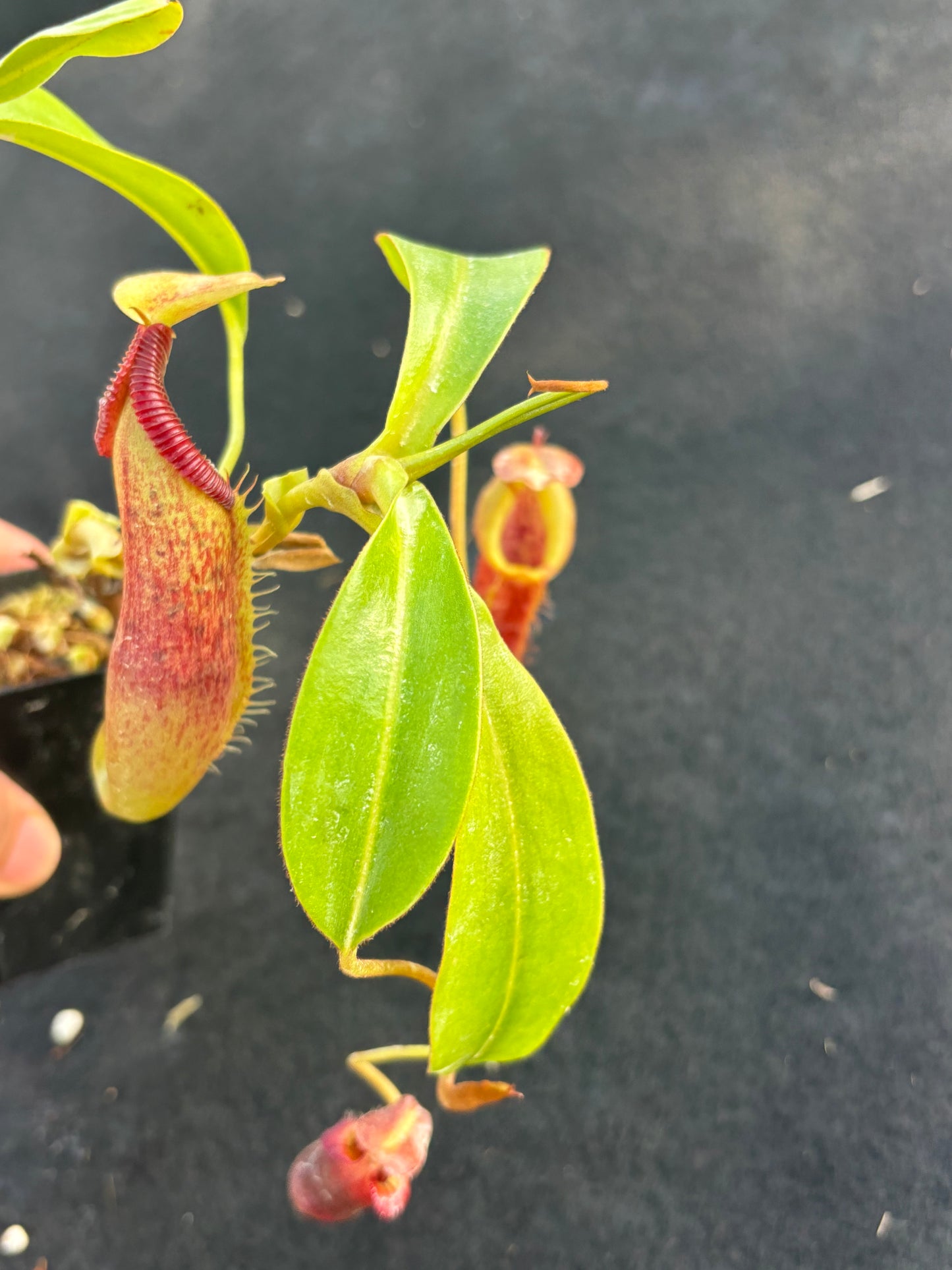 Nepenthes singalana x (burbidgeae x edwardsiana) BE-3984