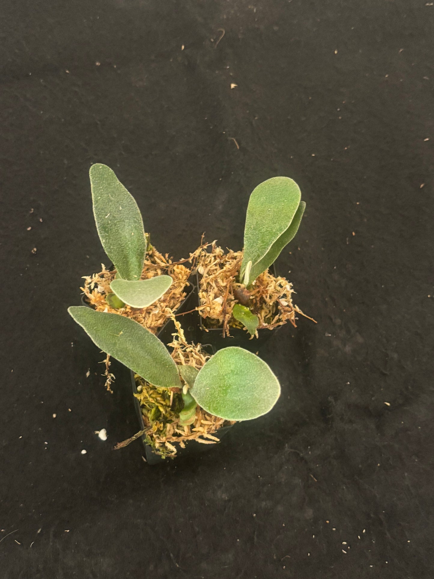 Platycerium Akki