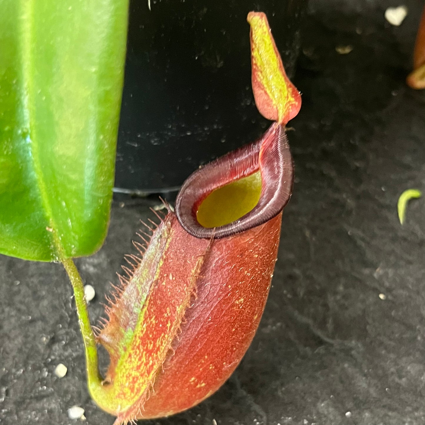 Nepenthes ampullaria x veitchii