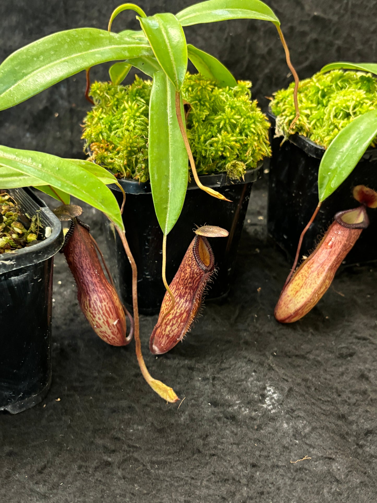 Nepenthes ventricosa x hamata BE-3672