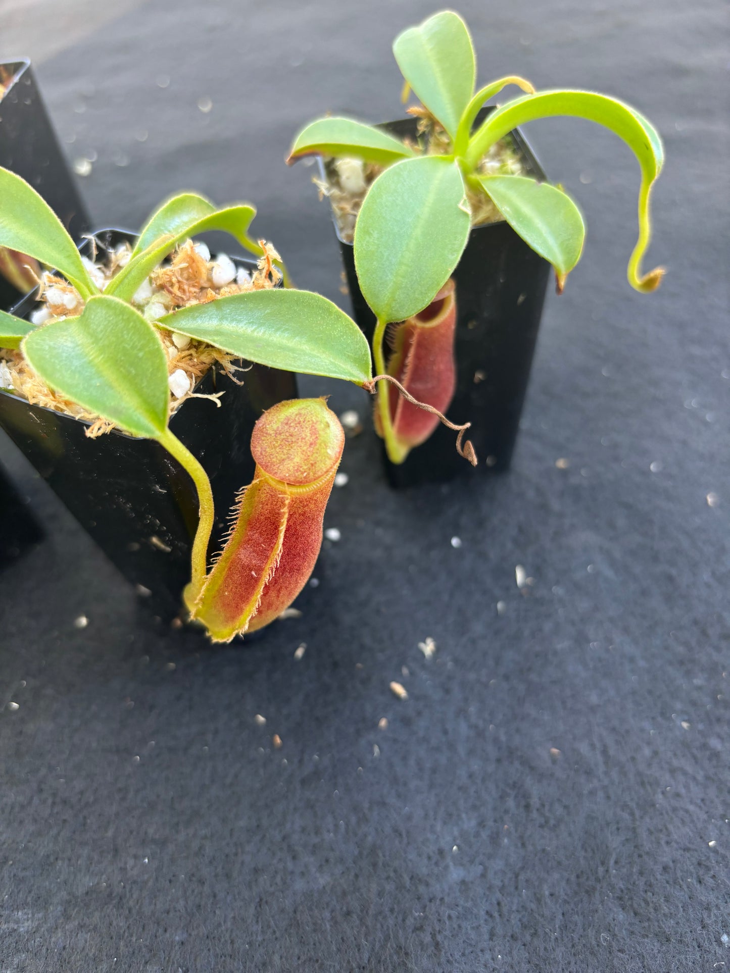 Nepenthes spathulata x lowii BE-4517