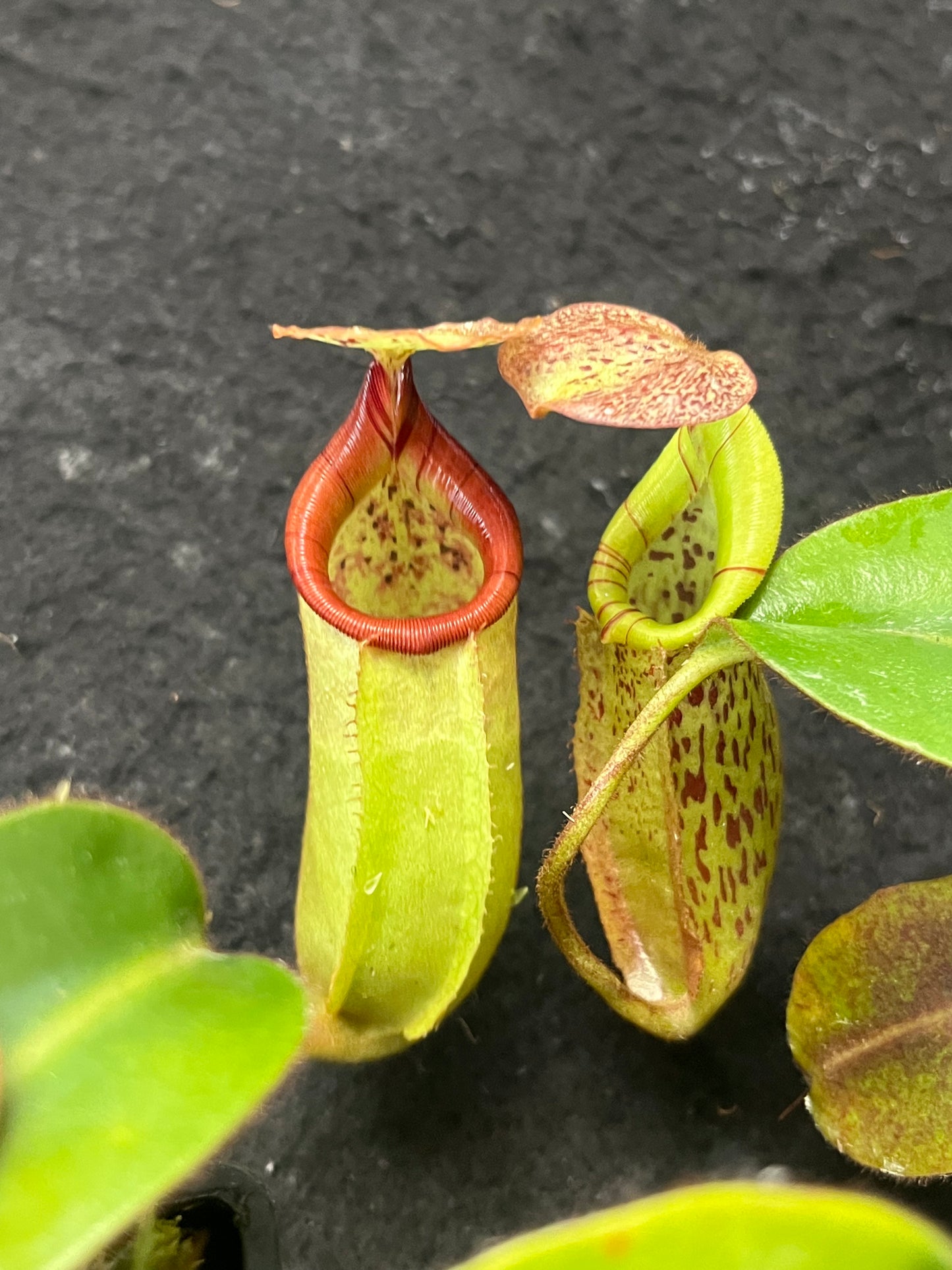 Nepenthes burbidgeae x veitchii BE-3723