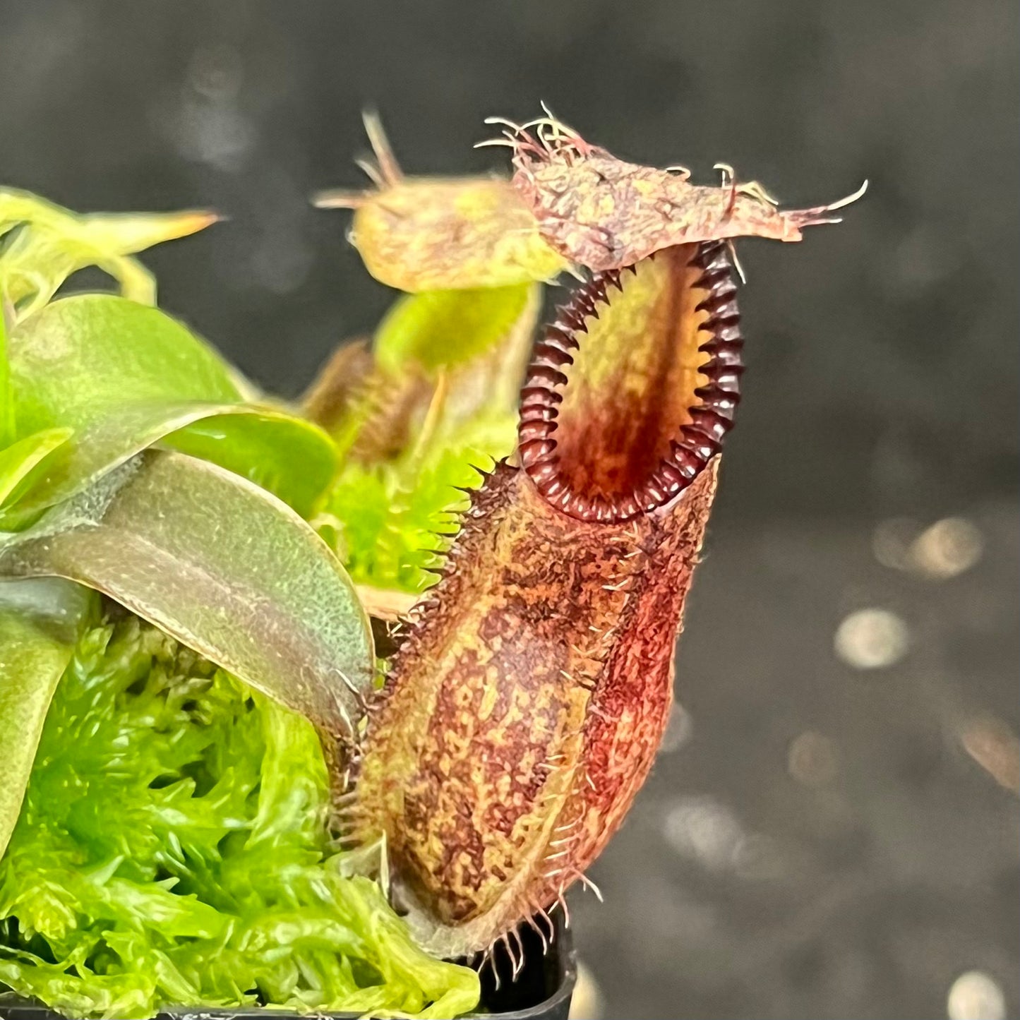 Nepenthes hamata SG