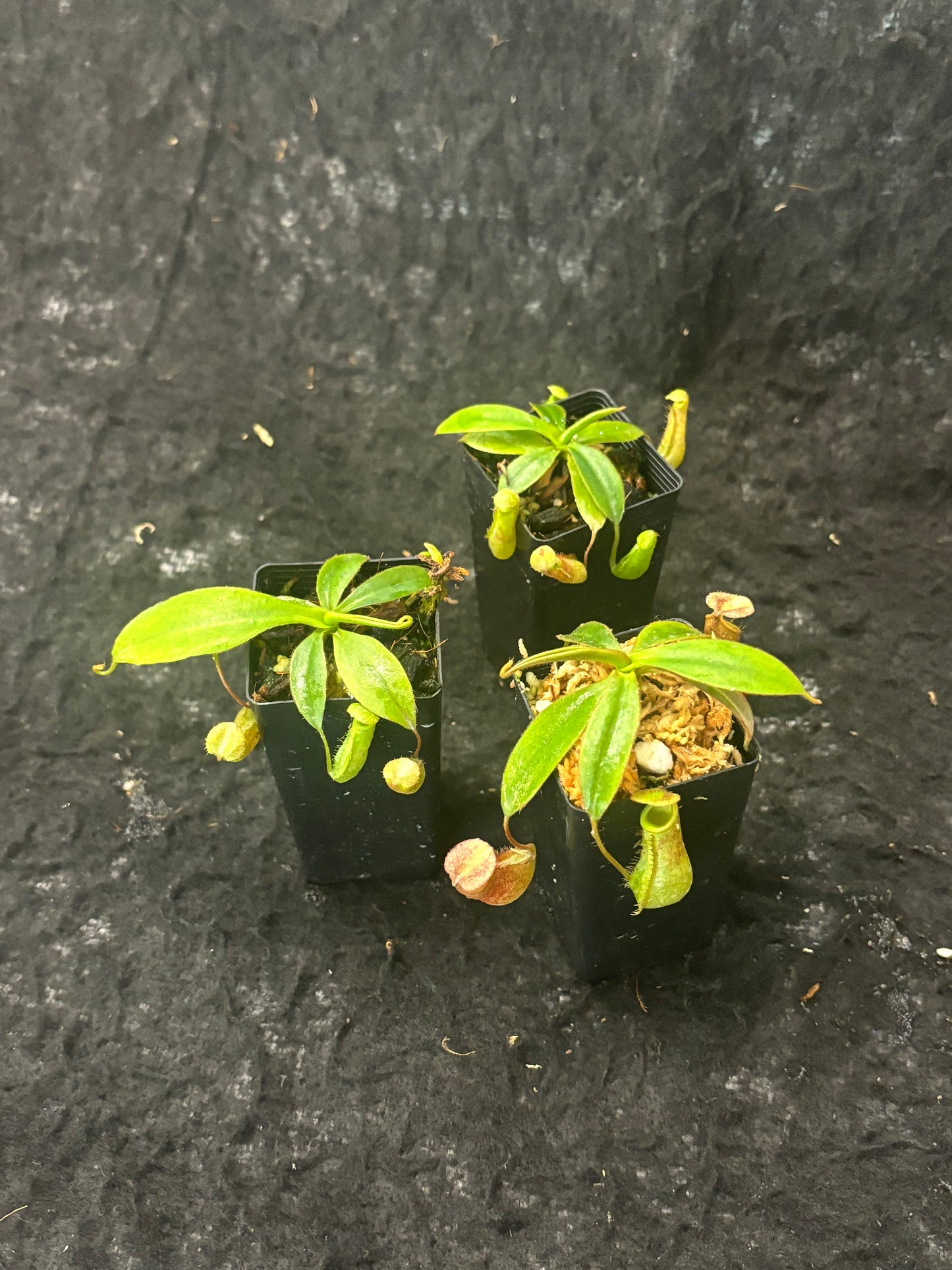 Nepenthes albomarginata x attenboroughii BE 4513