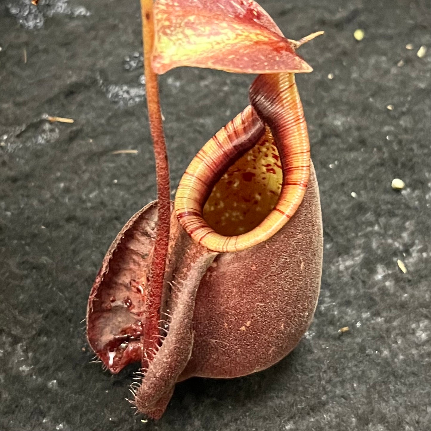 Nepenthes mirabilis var. globosa x rafflesiana SG