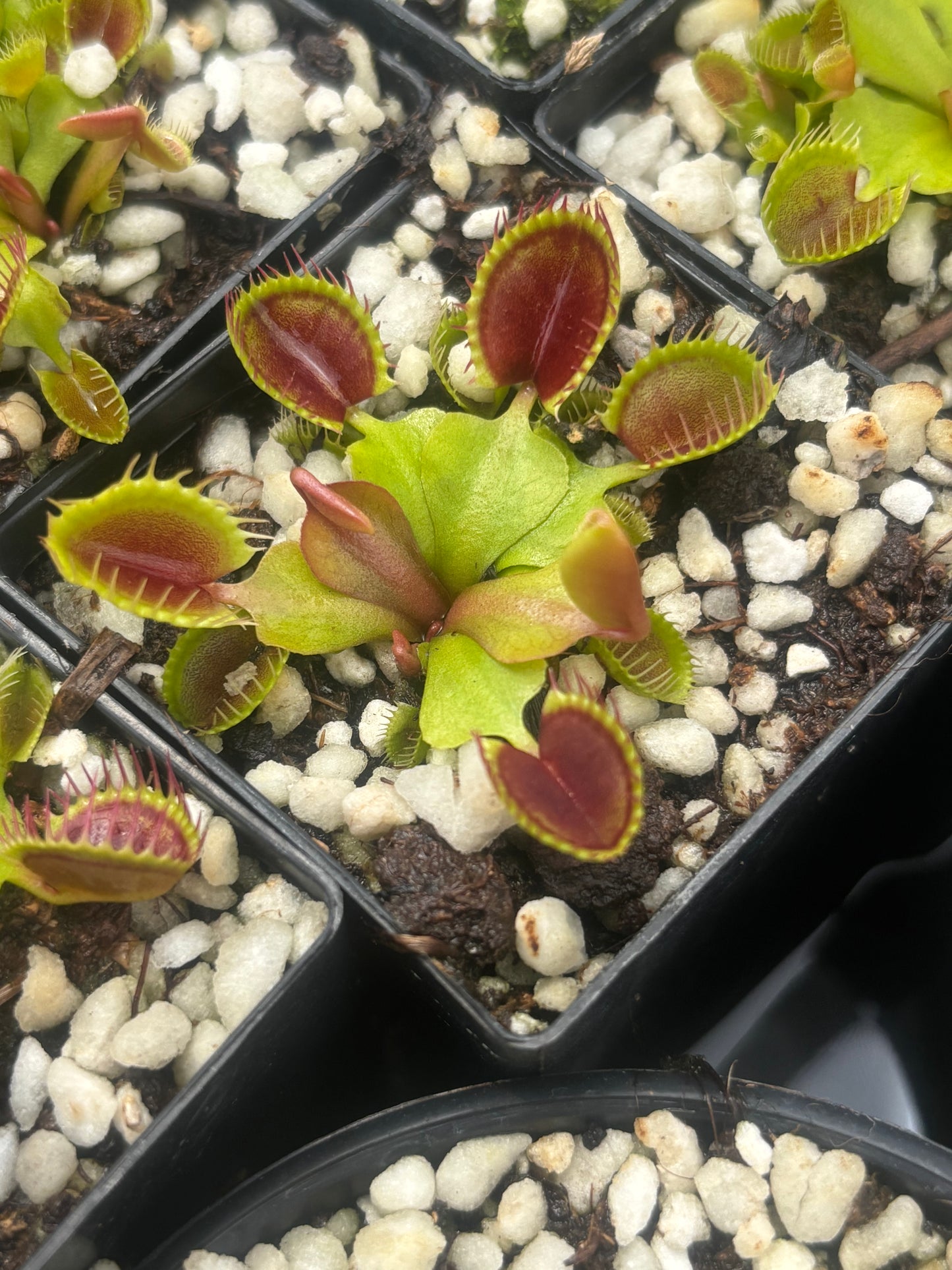 Dionaea muscipula Cupped Trap