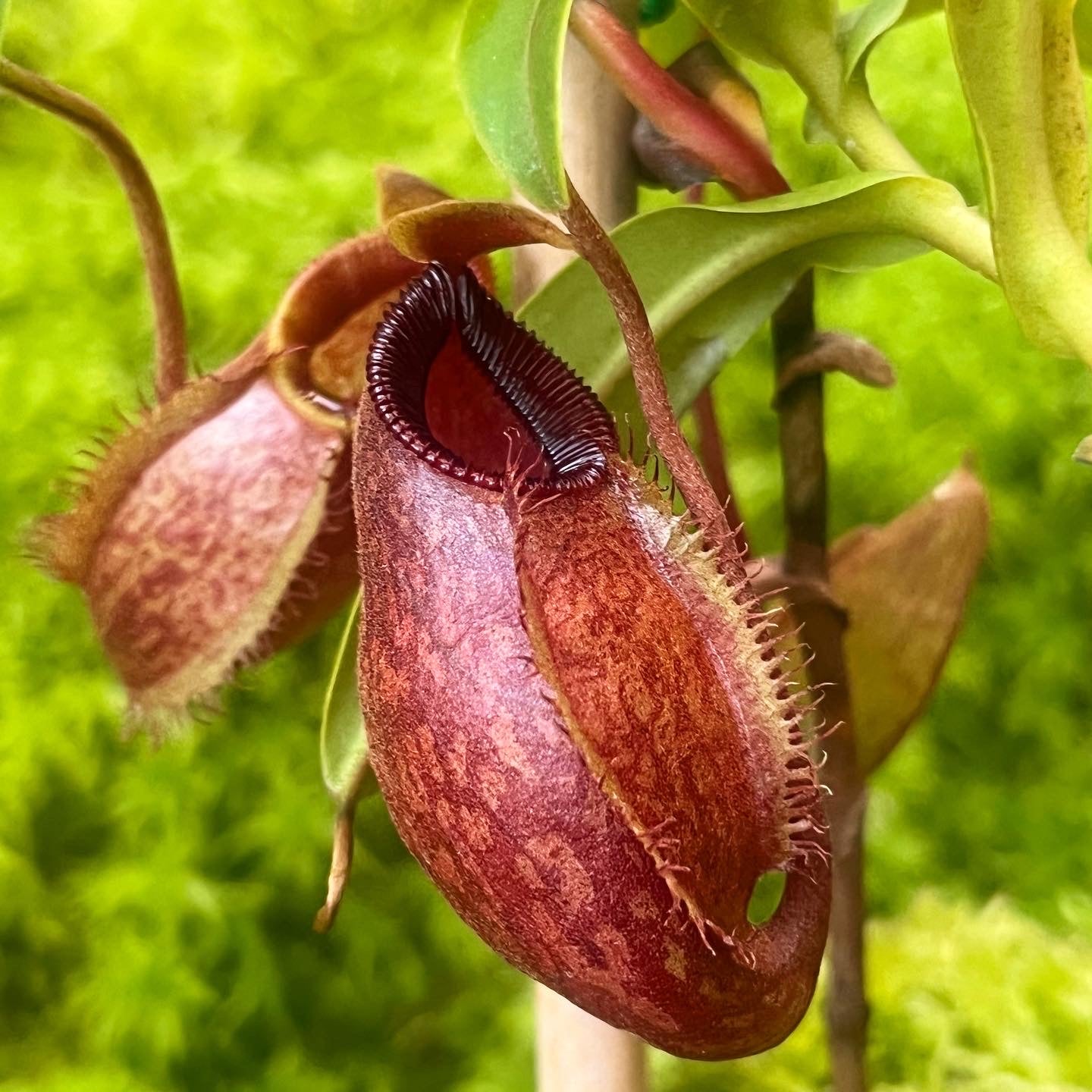 Nepenthes aristolochioides x diabolica BE-3898