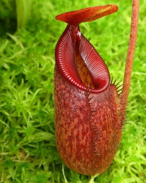 Nepenthes densiflora x aristolochioides BE-4076