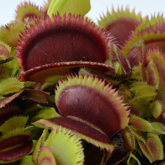 Dionaea muscipula 'Giant Clam'