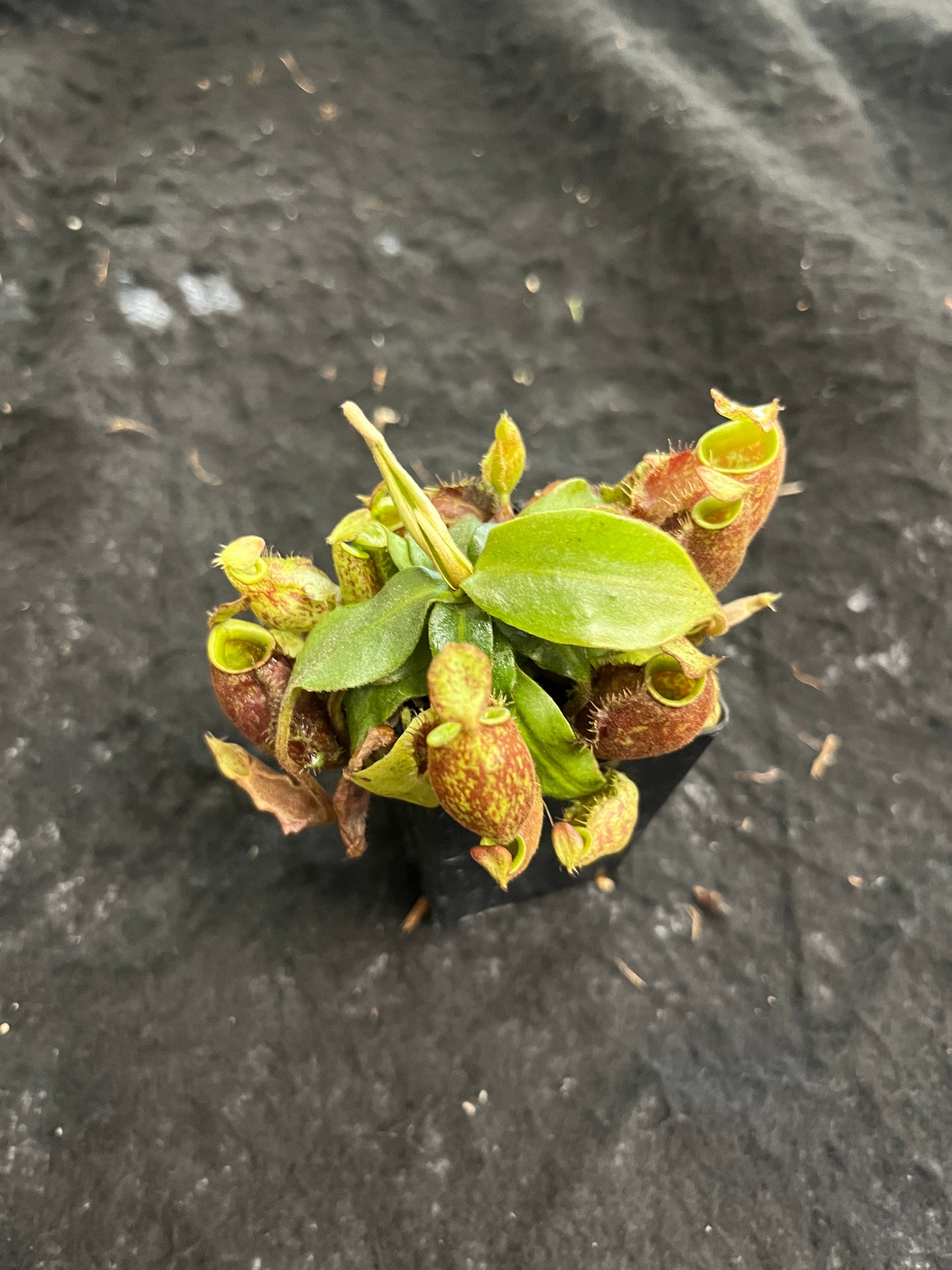 Nepenthes [mirabilis wings x (viking x ampullaria)] x (ampullaria x northiana) SG