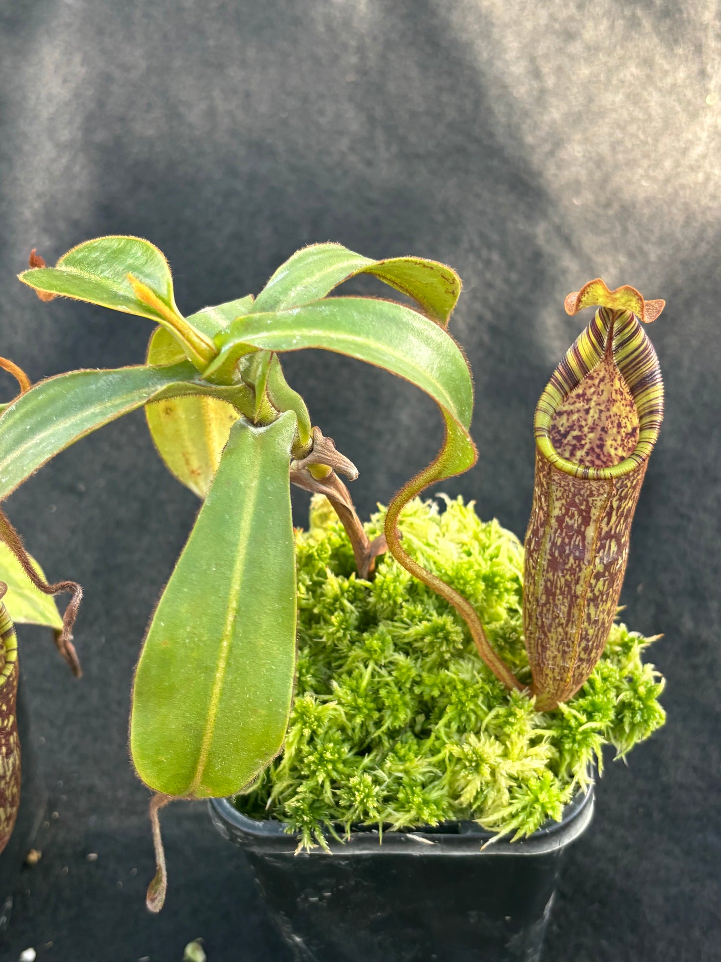 Nepenthes spectabilis x mollis Seed-grown