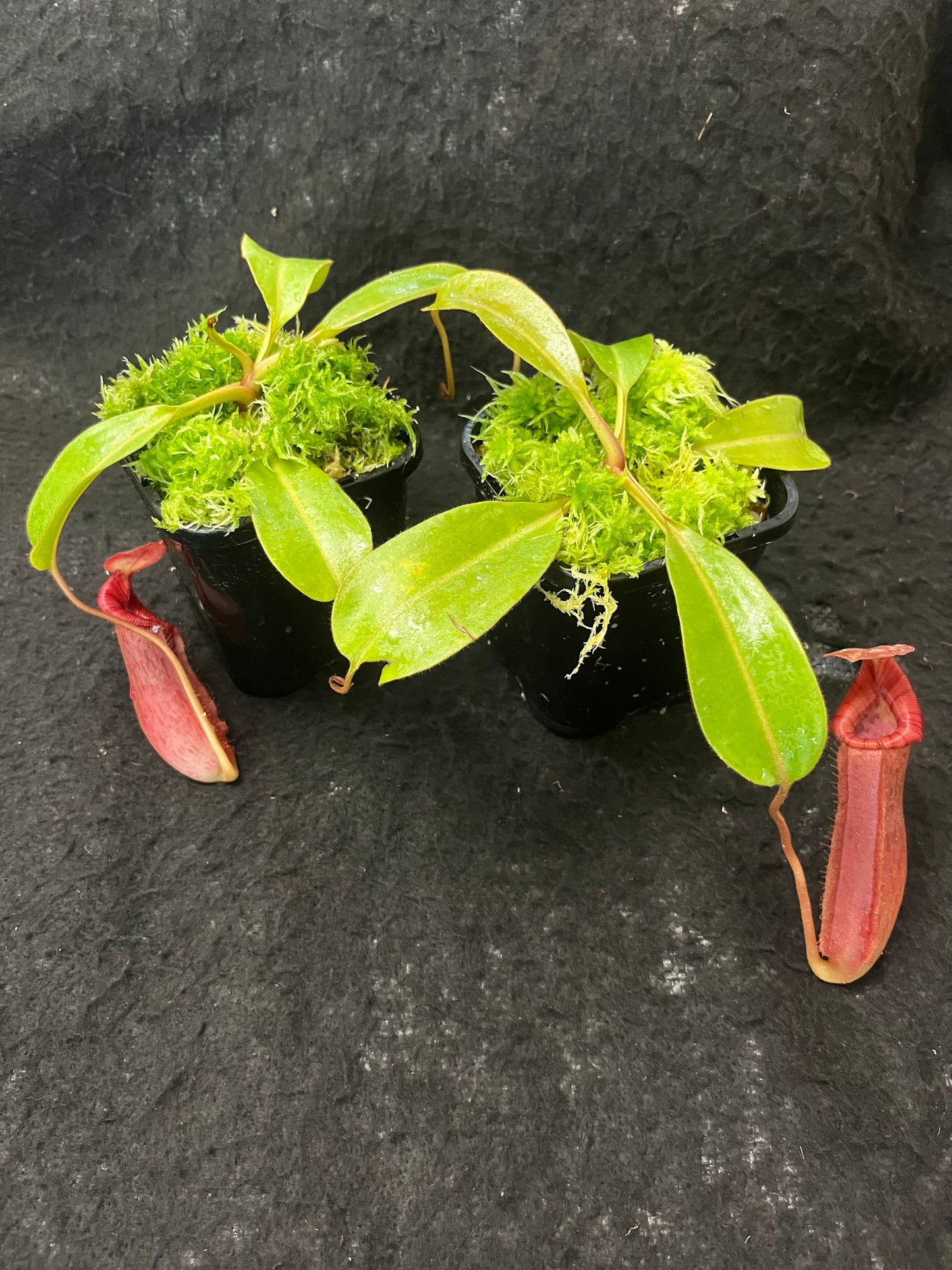 Nepenthes (veitchii x lowii) x (burbidgeae x edwardsiana) BE-3980