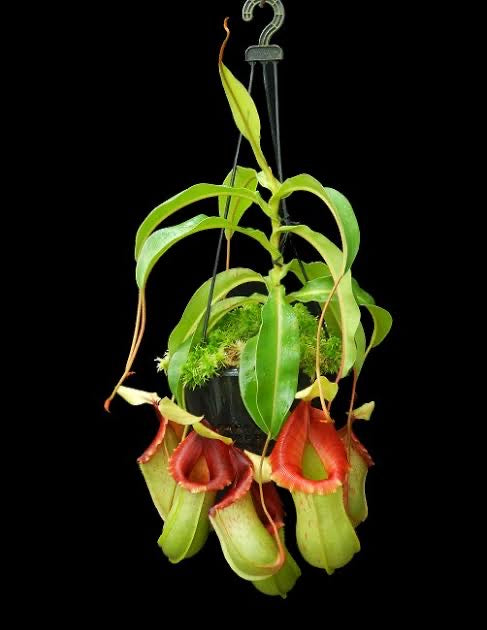 Nepenthes veitchii x ventricosa BE-4500