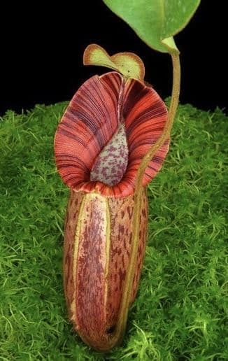 Nepenthes robcantleyi x spectabilis BE-3754