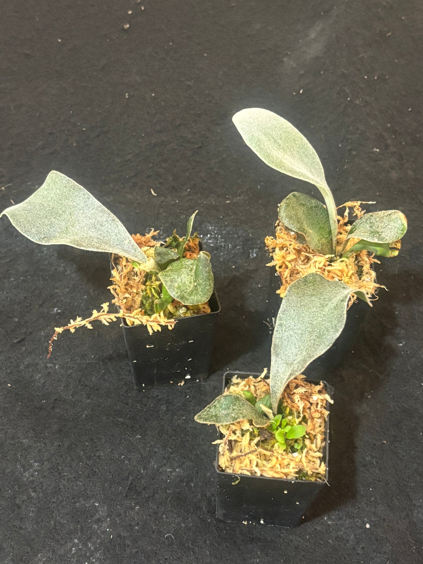 Platycerium Polar Bear