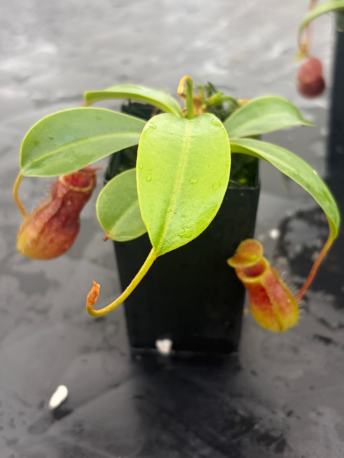 Nepenthes burkei x lowii BE-4669