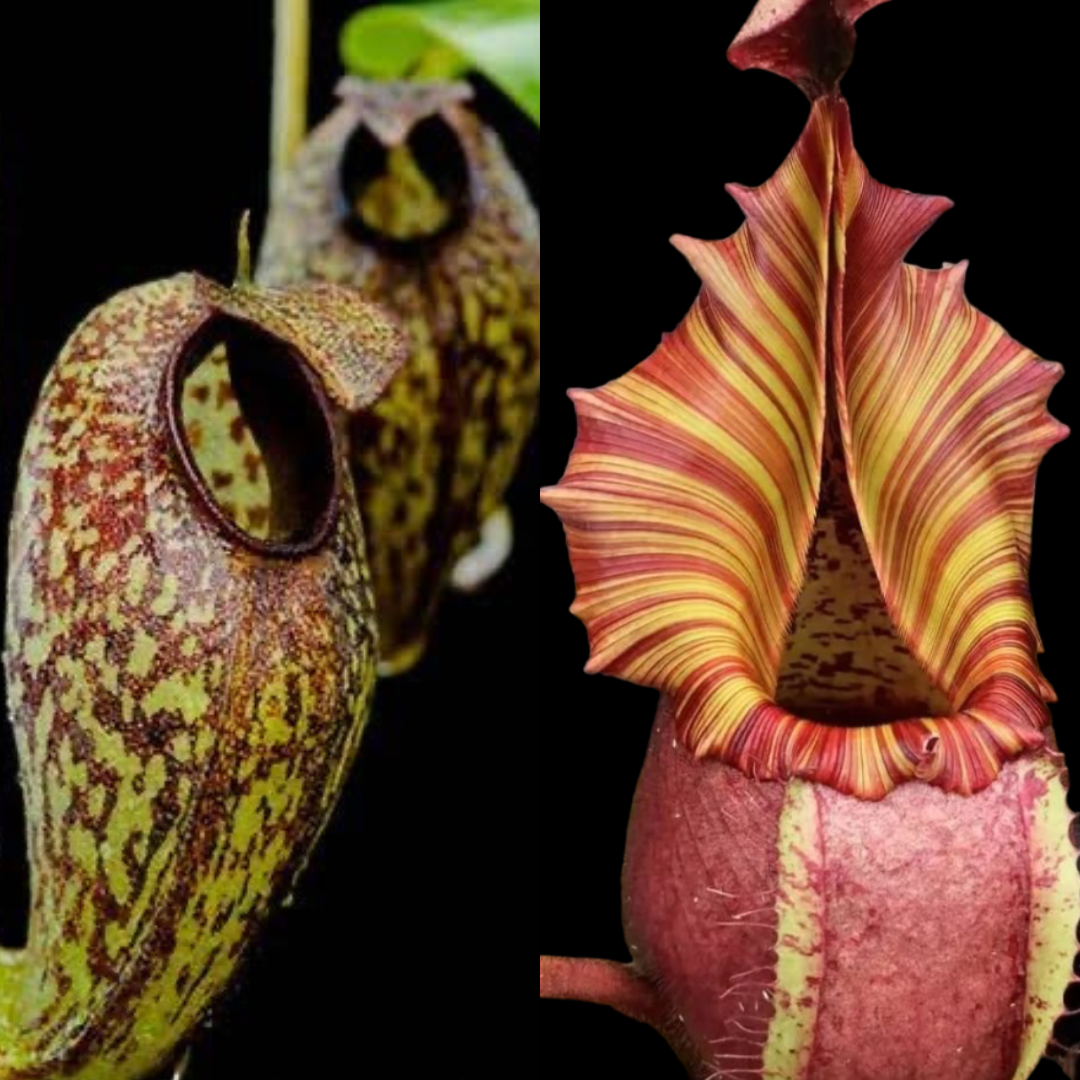 Nepenthes aristolochioides x veitchii