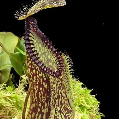 Nepenthes hamata BE-4044