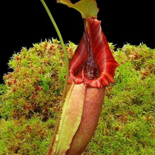 Nepenthes robcantleyi x ovata BE-3996