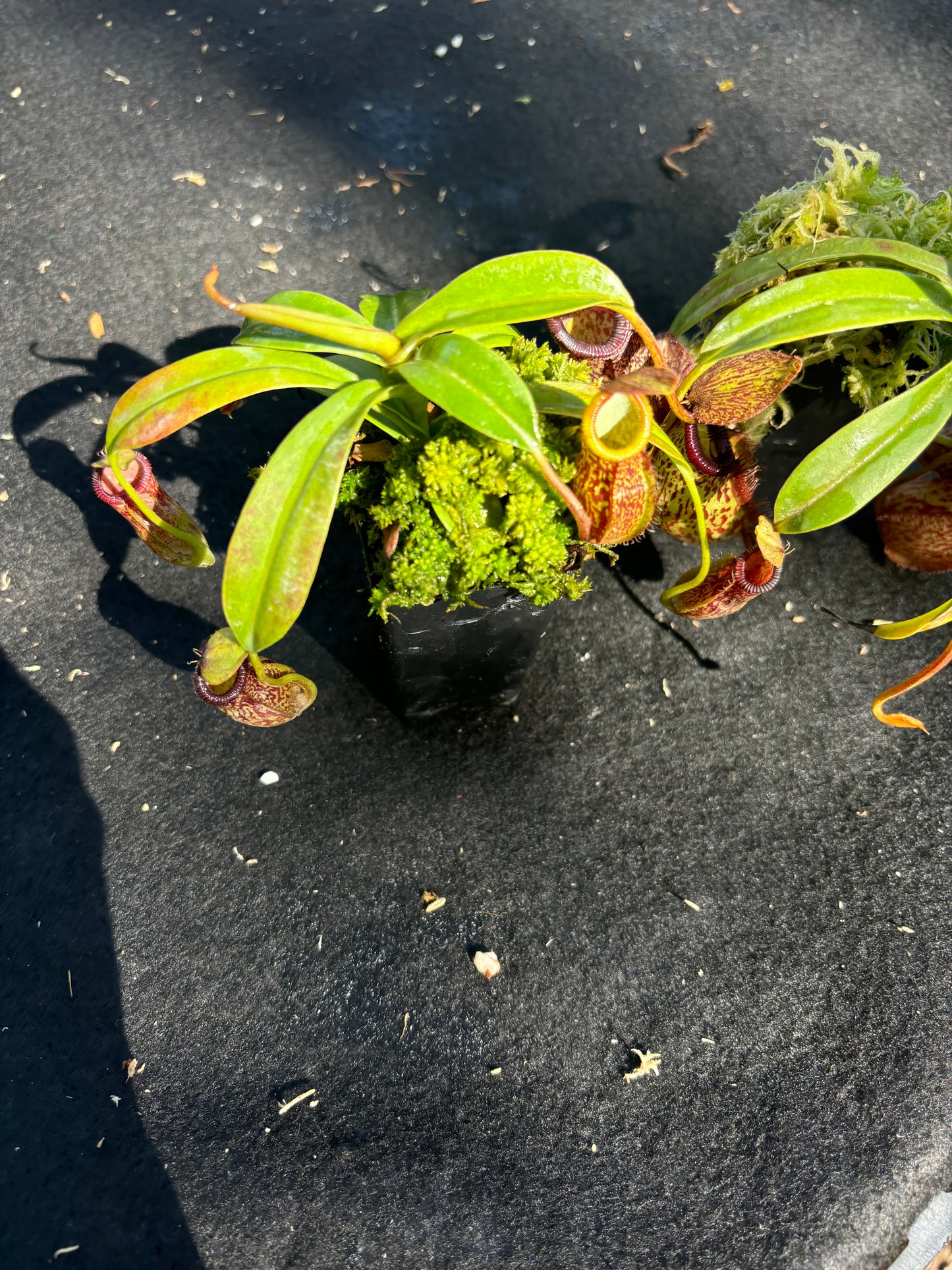 Nepenthes hamata x 'Lady Pauline' BE-4520