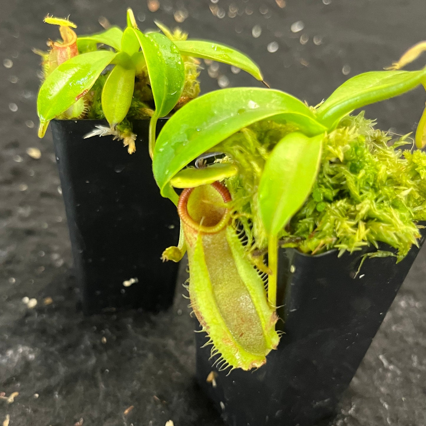 Nepenthes spathulata x hamata