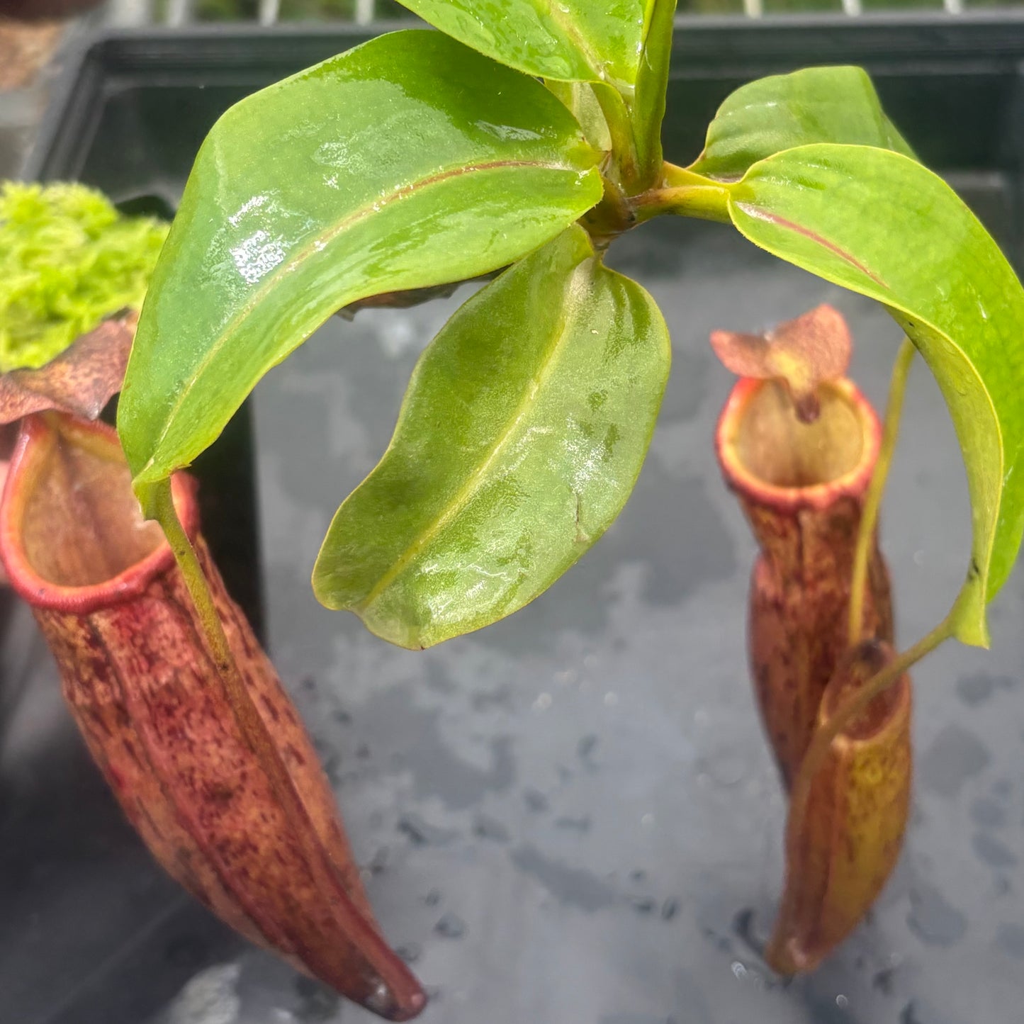 Nepenthes boschiana x mira