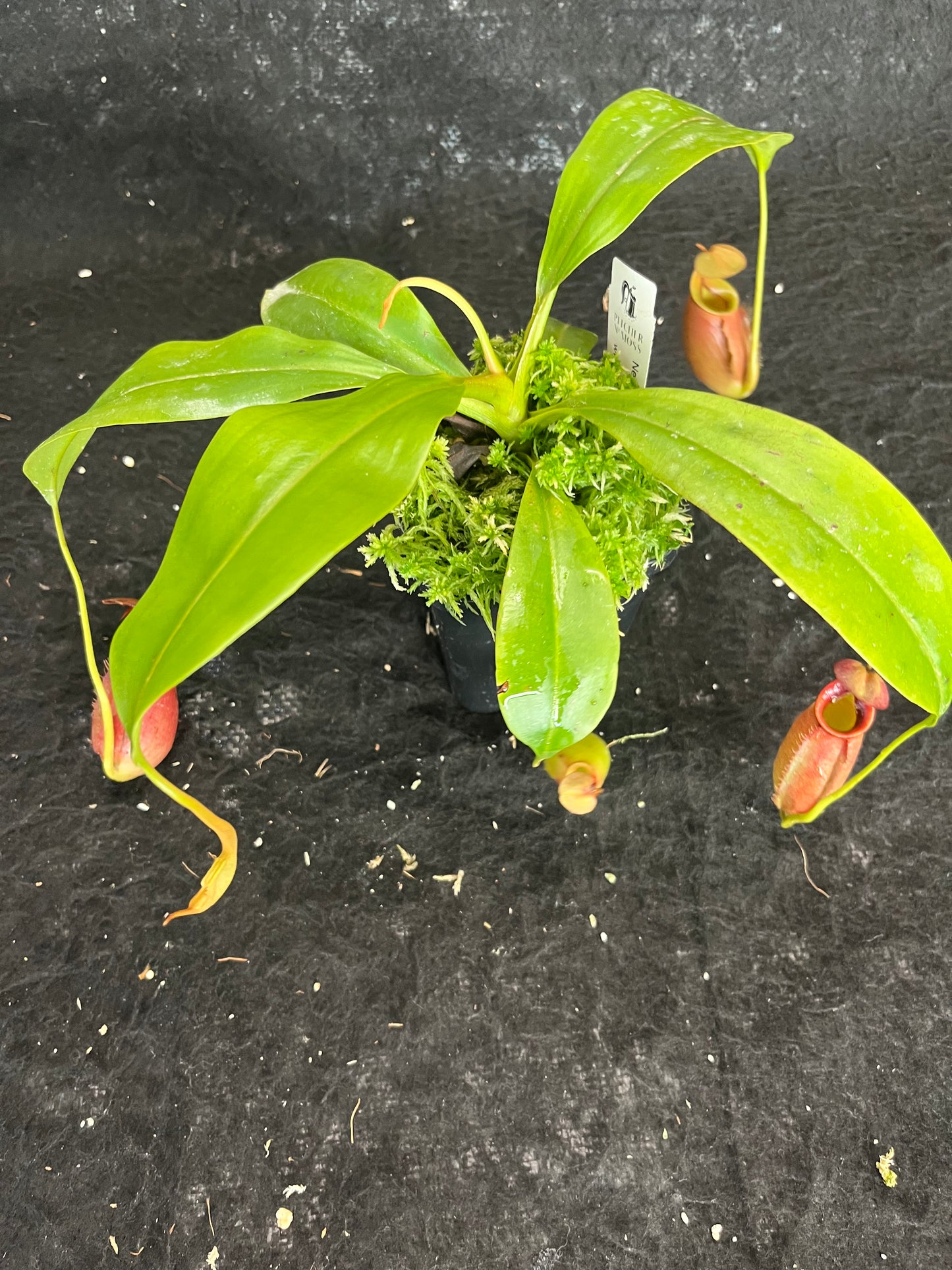 Nepenthes bicalcarata Red SG