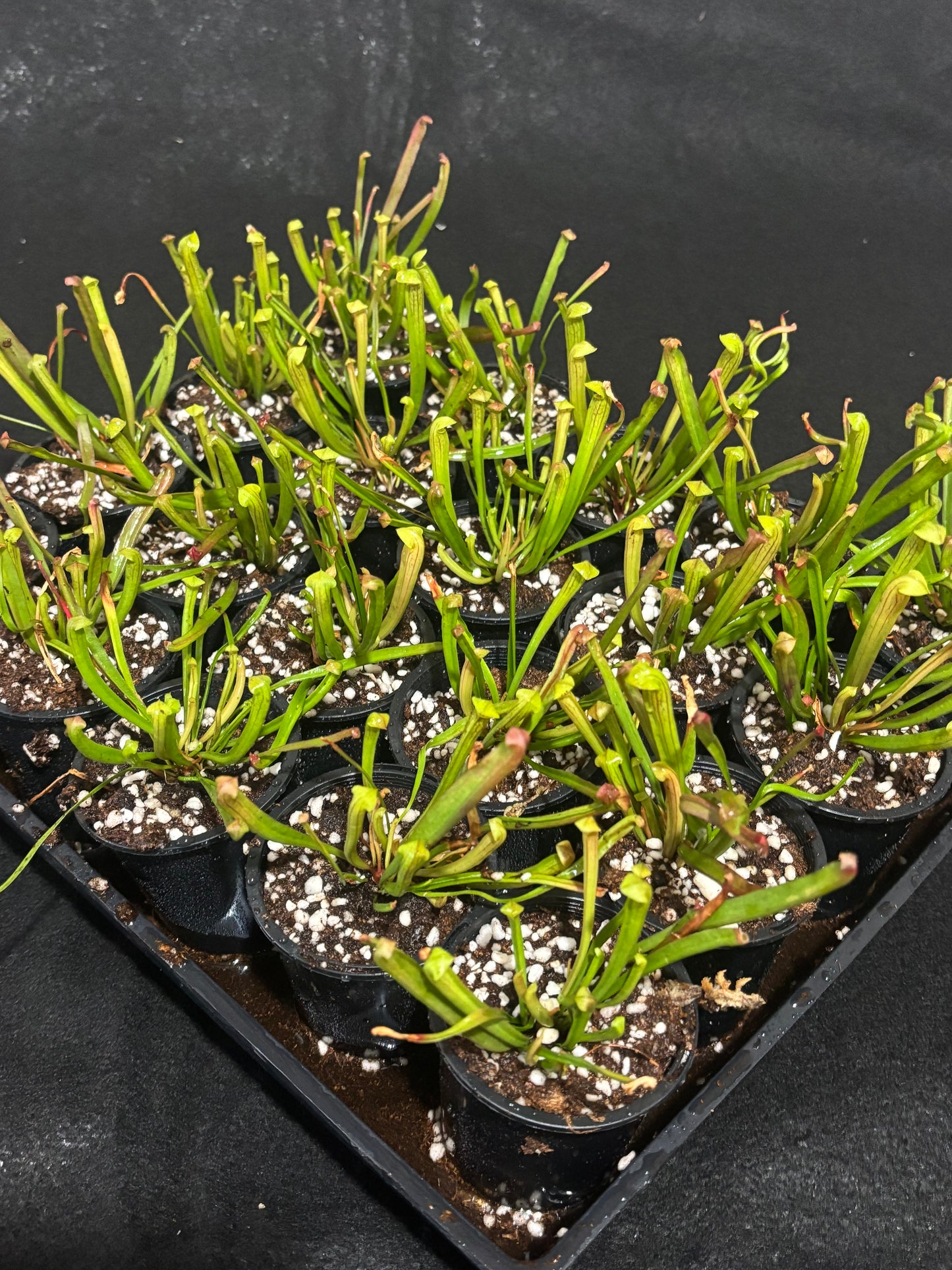 Sarracenia alata