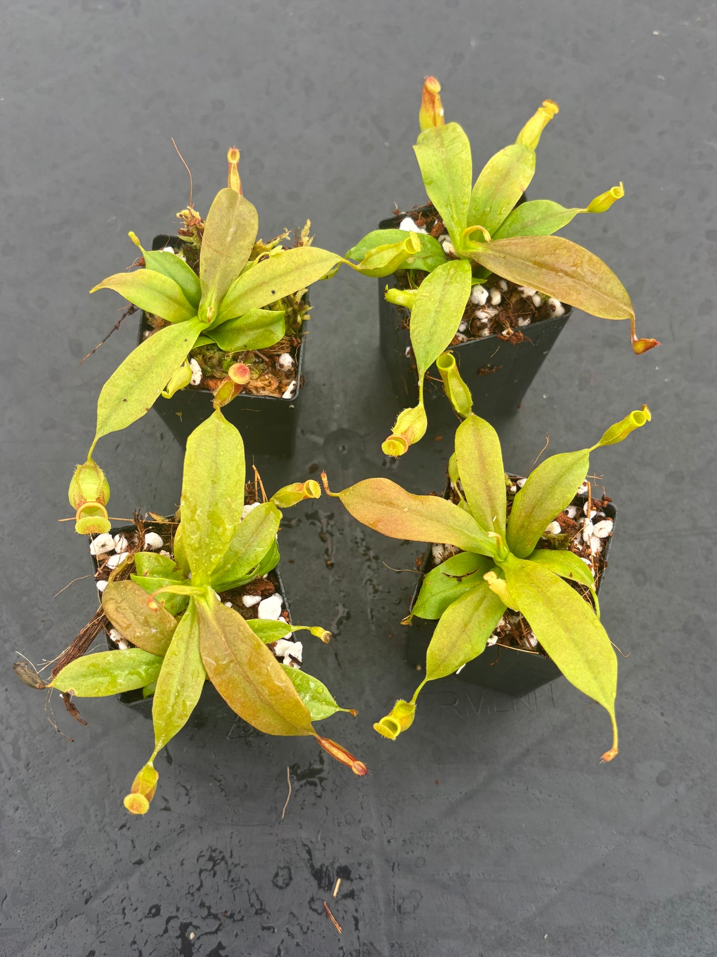 Nepenthes St Gaya