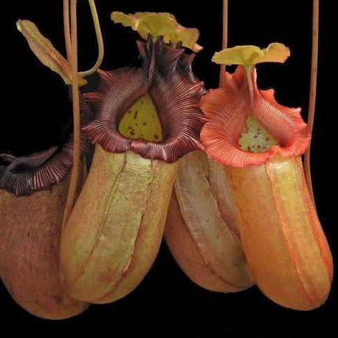 Nepenthes sibuyanensis x robcantleyi BE-3713