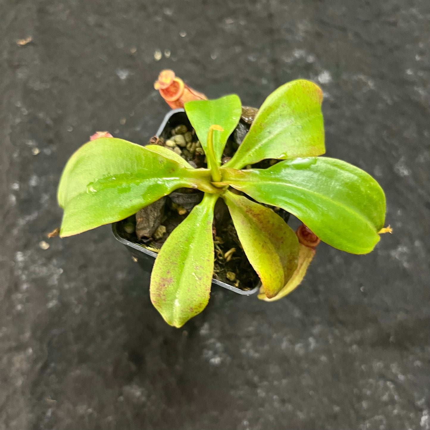 Nepenthes [mirabilis wings x (viking x ampullaria)] x (ampullaria x northiana) SG