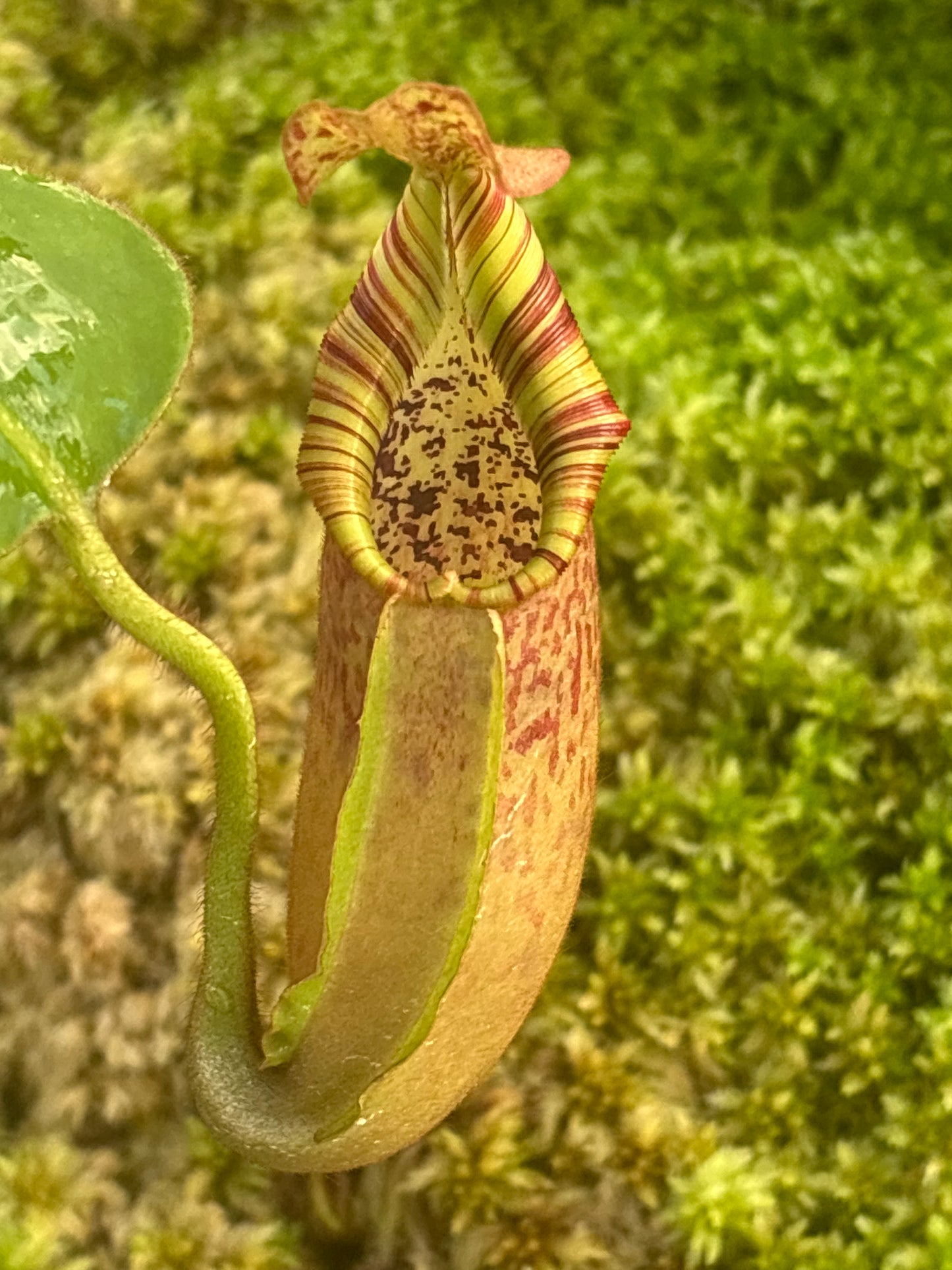 Nepenthes (veitchii x burbidgeae) x veitchii K