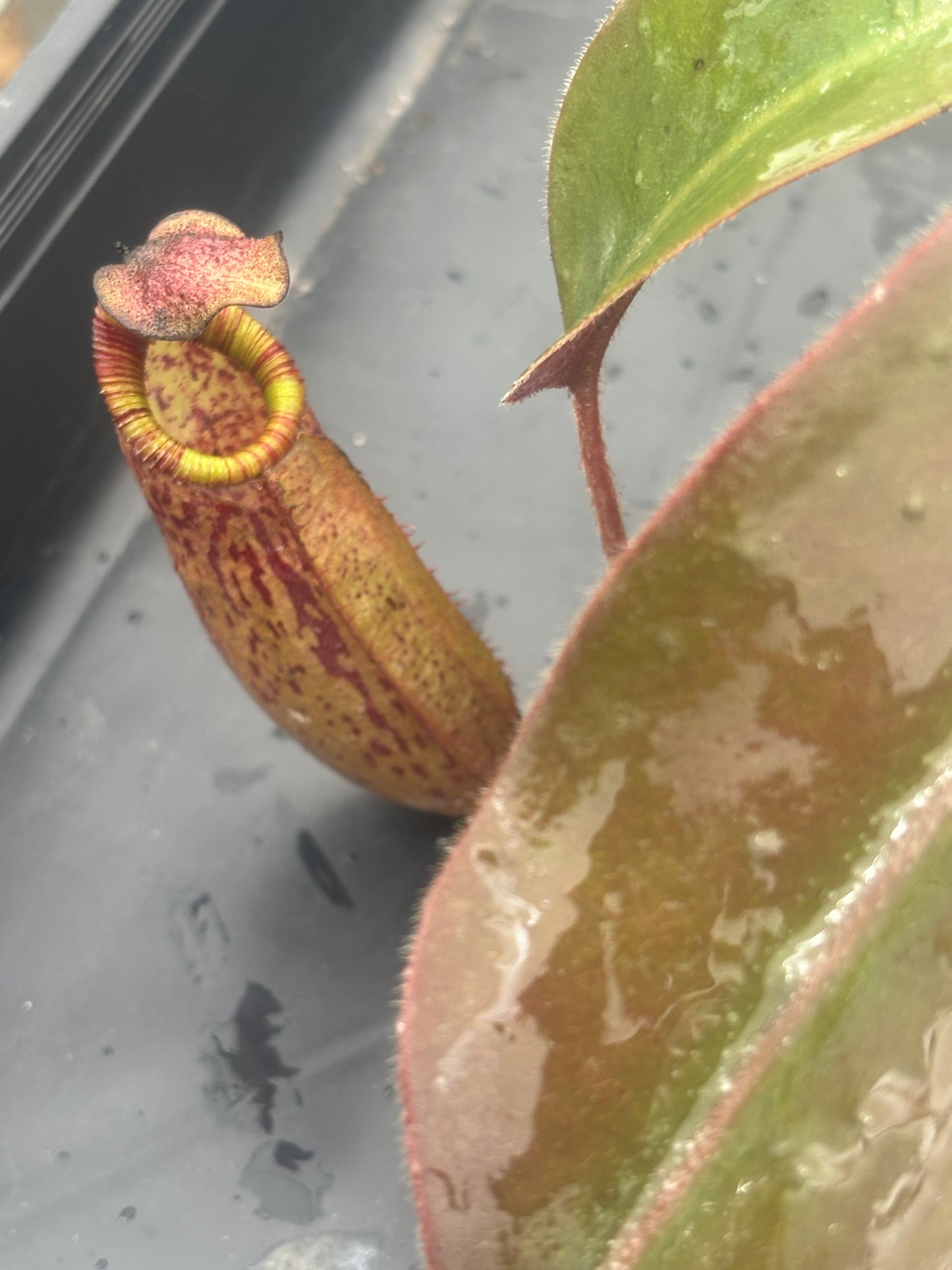 Nepenthes peltata x (veitchii x lowii) BE-4516