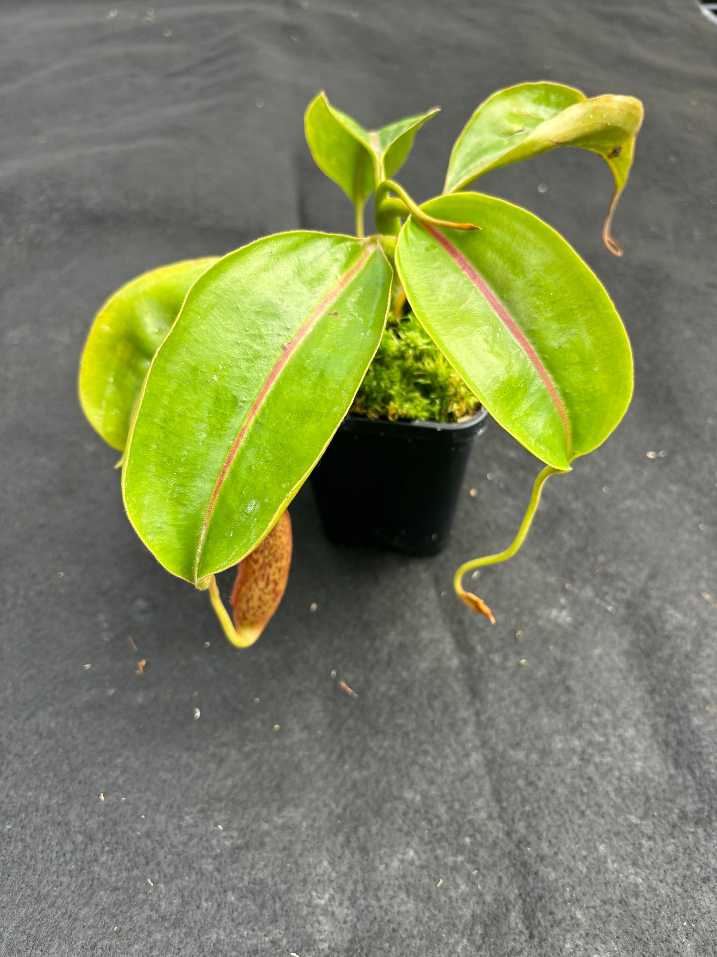 Nepenthes boschiana x mollis Seed-grown