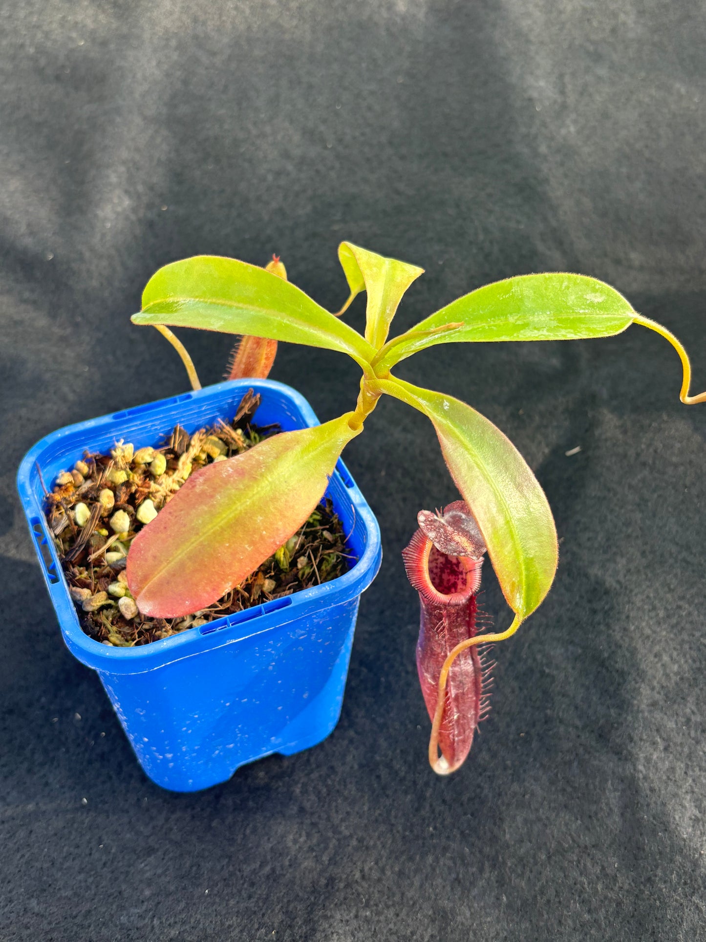 Nepenthes singalana x (burbidgeae x edwardsiana) BE-3984