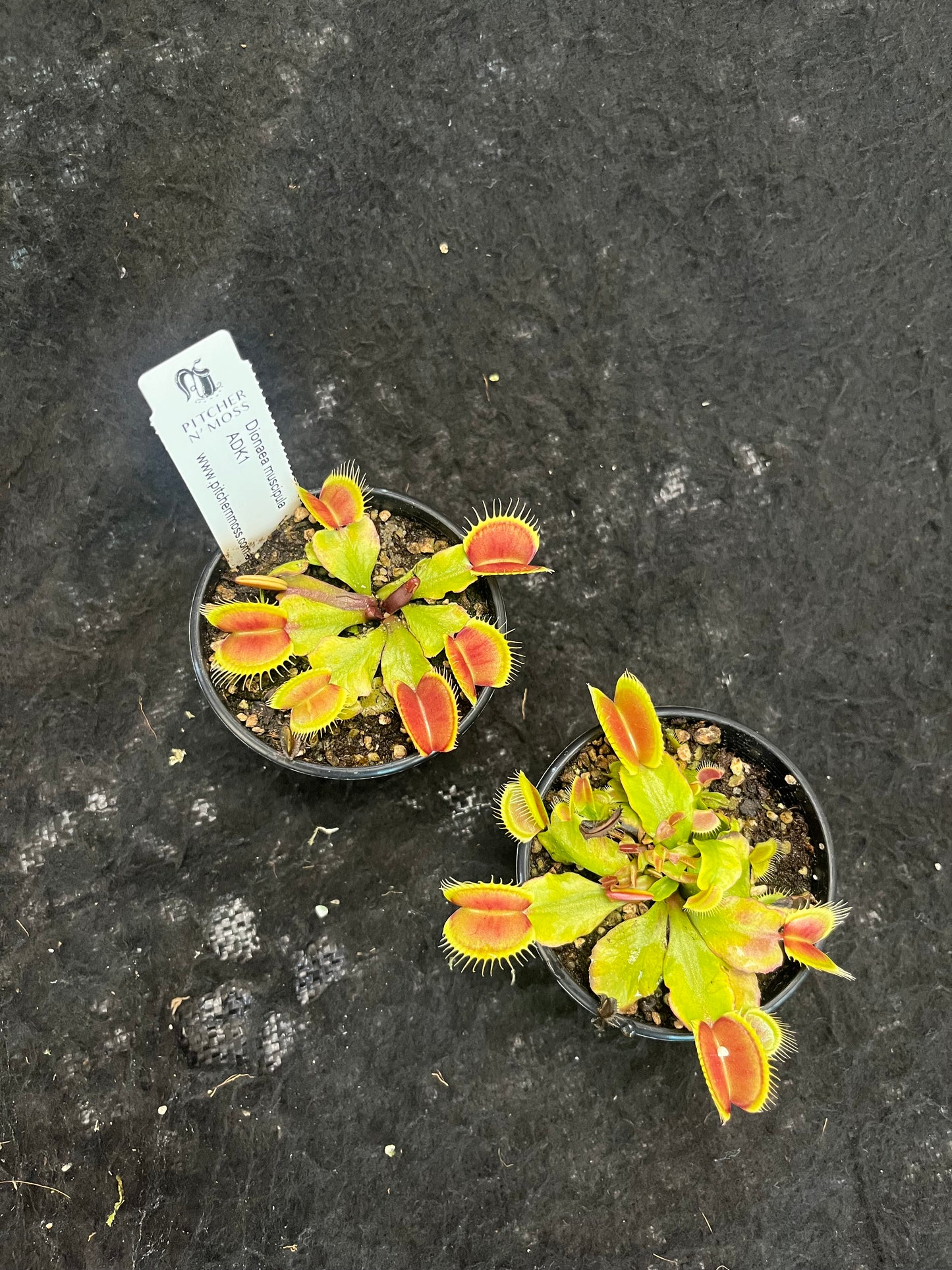 Dionaea muscipula ADK1