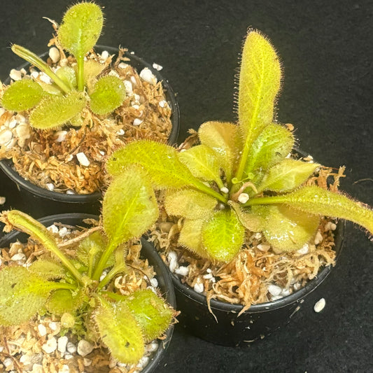Drosera prolifera x schizandra 'Andromeda'