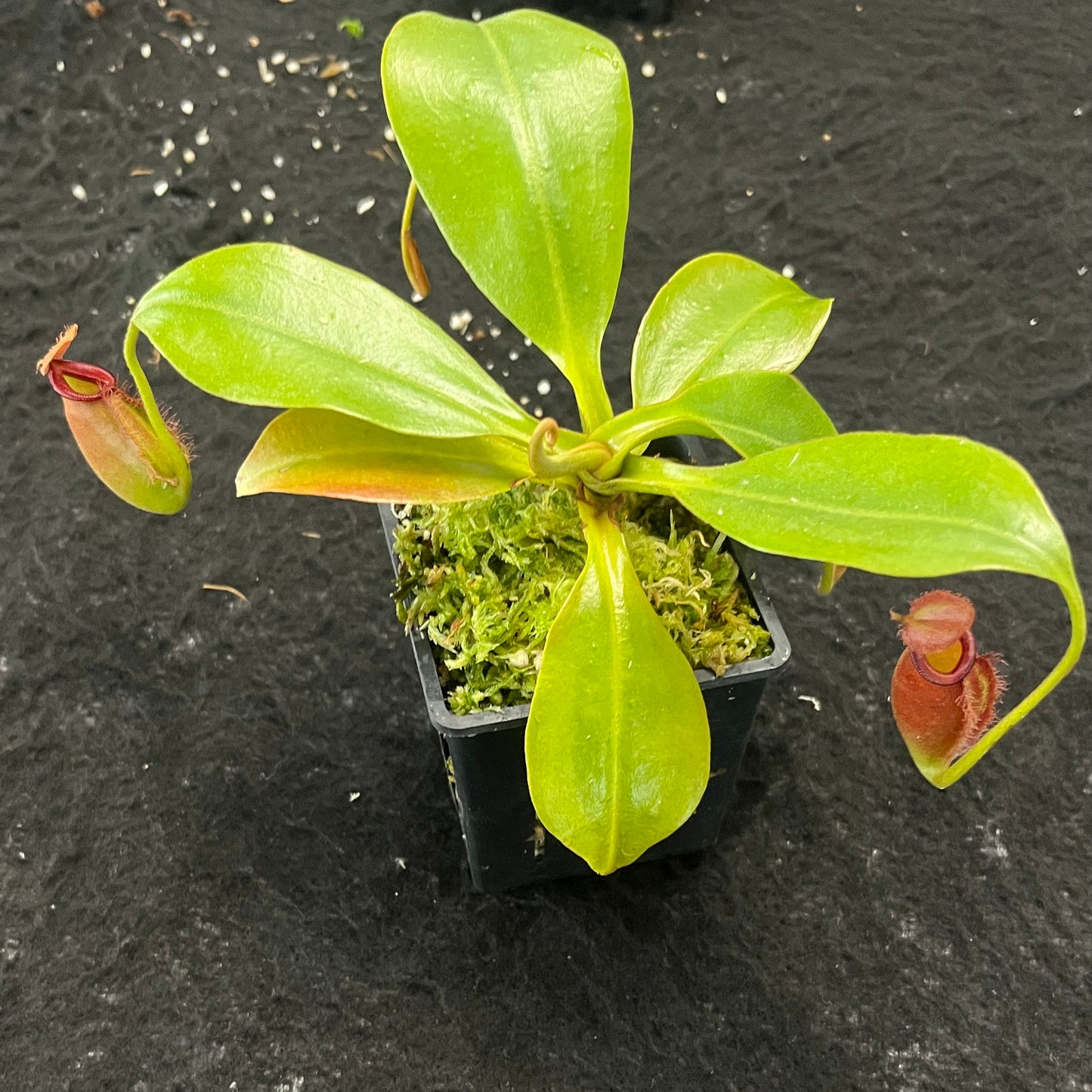 Nepenthes robcantleyi x ampullaria BE-3767