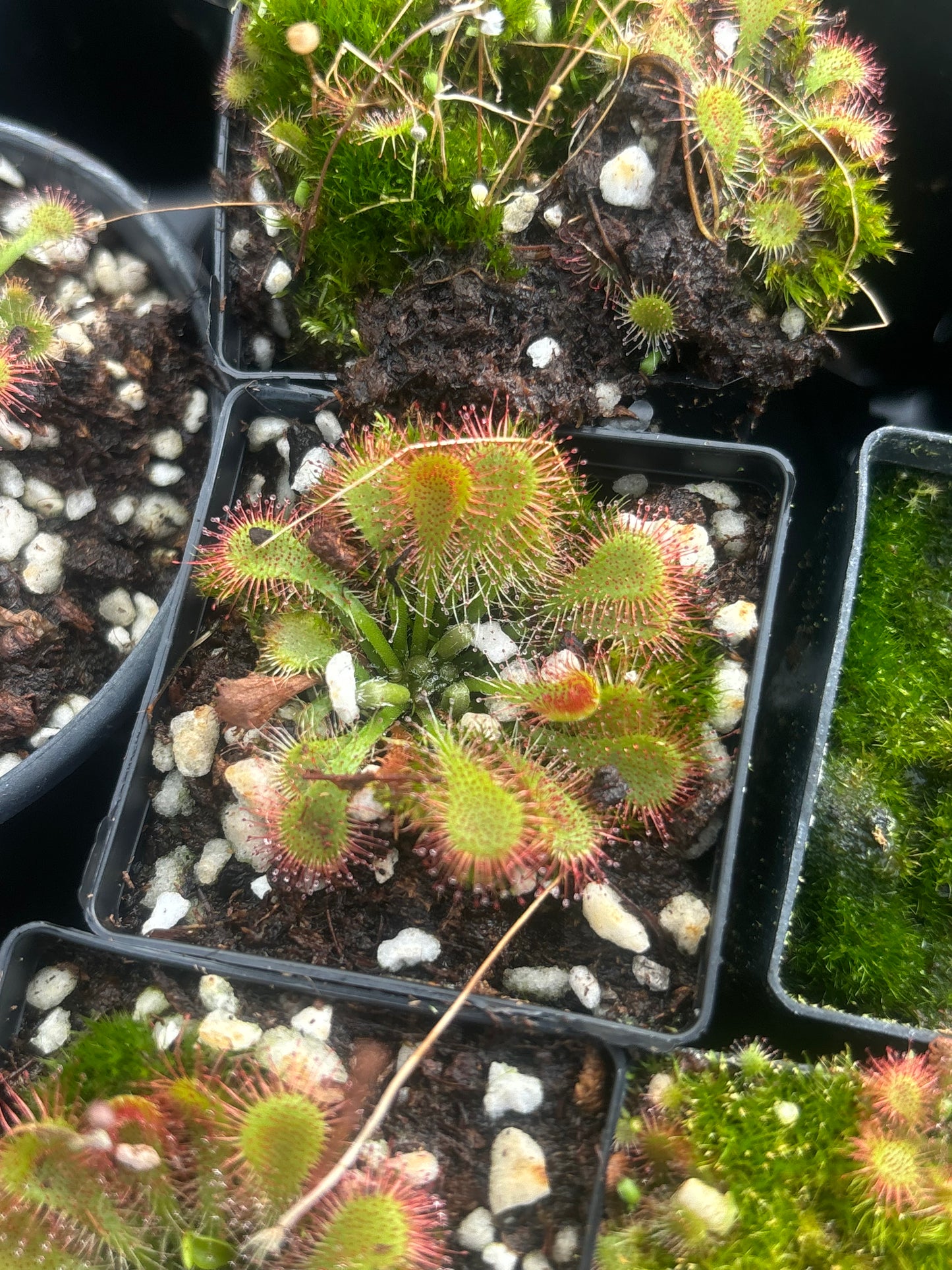 Drosera assorted