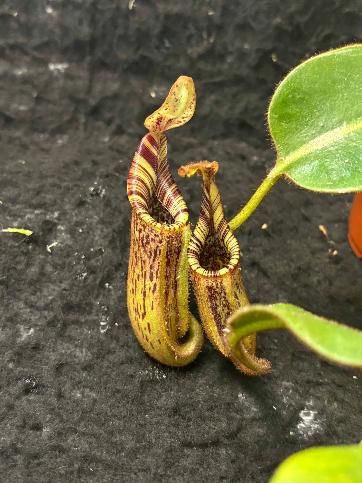 Nepenthes (burbidgeae x veitchii) x mollis