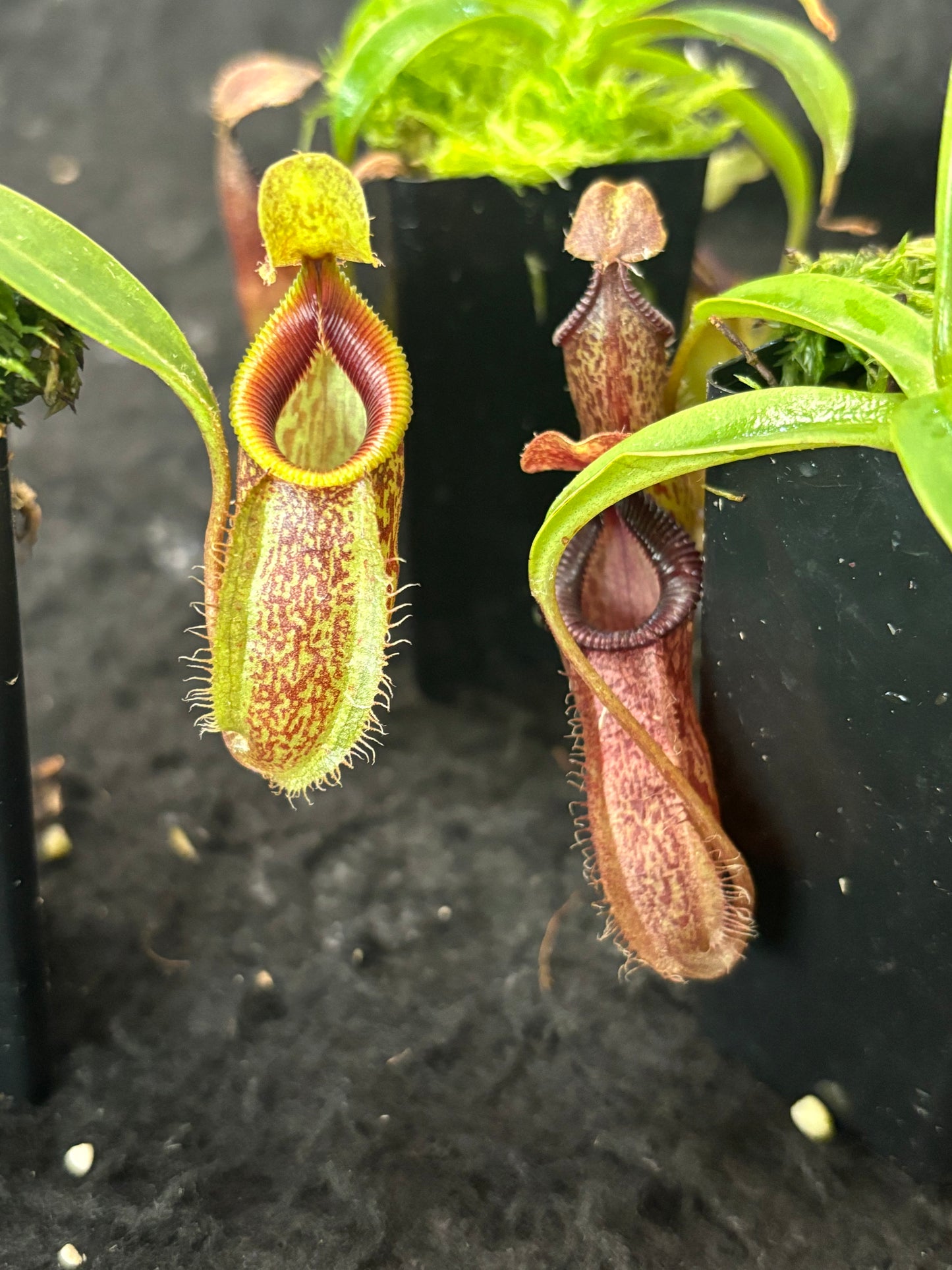 Nepenthes talangensis x hamata BE-4003