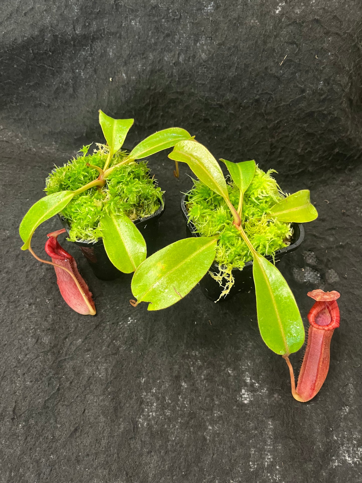 Nepenthes (veitchii x lowii) x (burbidgeae x edwardsiana) BE-3980