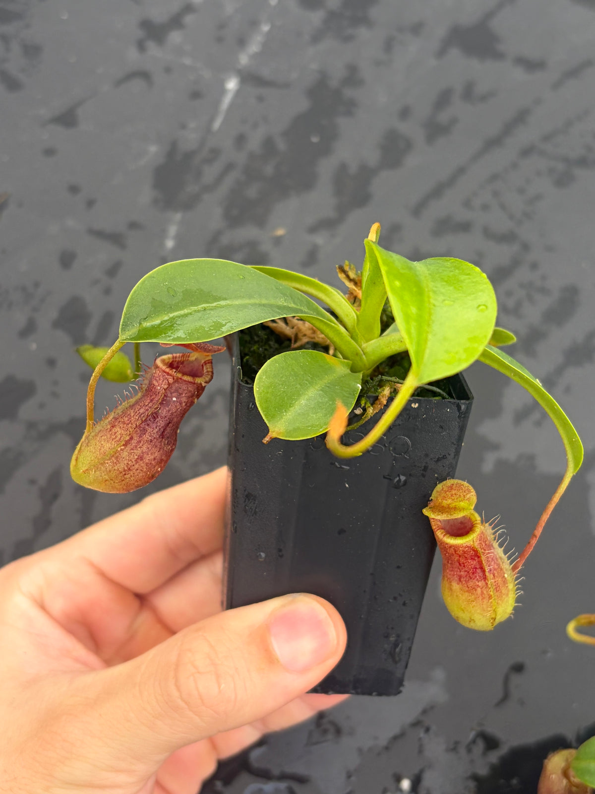 Nepenthes burkei x lowii BE-4669