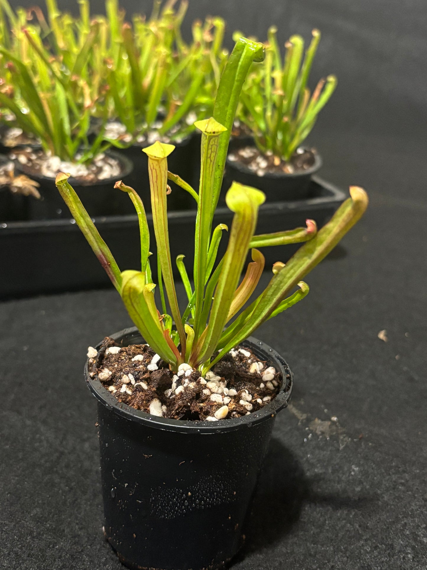 Sarracenia alata