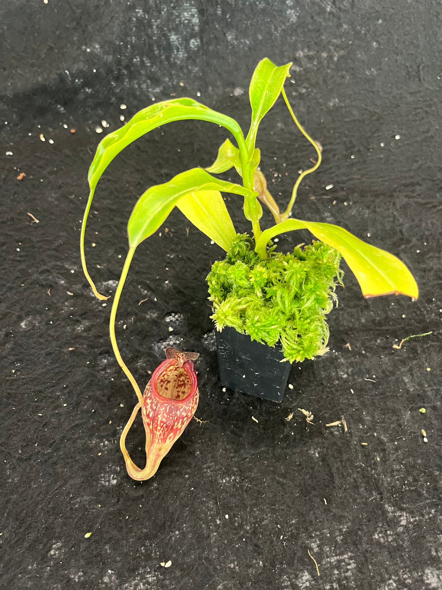 Nepenthes talangensis x maxima