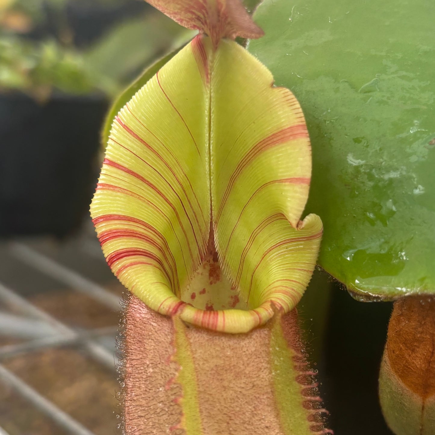 Nepenthes veitchii (Stirped peristome)