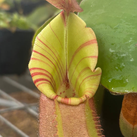 Nepenthes veitchii (Stirped peristome)