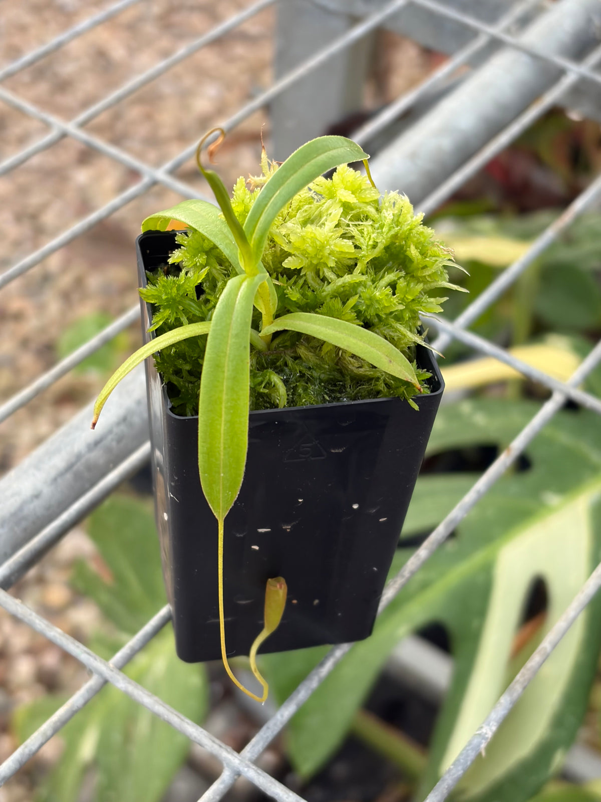 Nepenthes tenuis