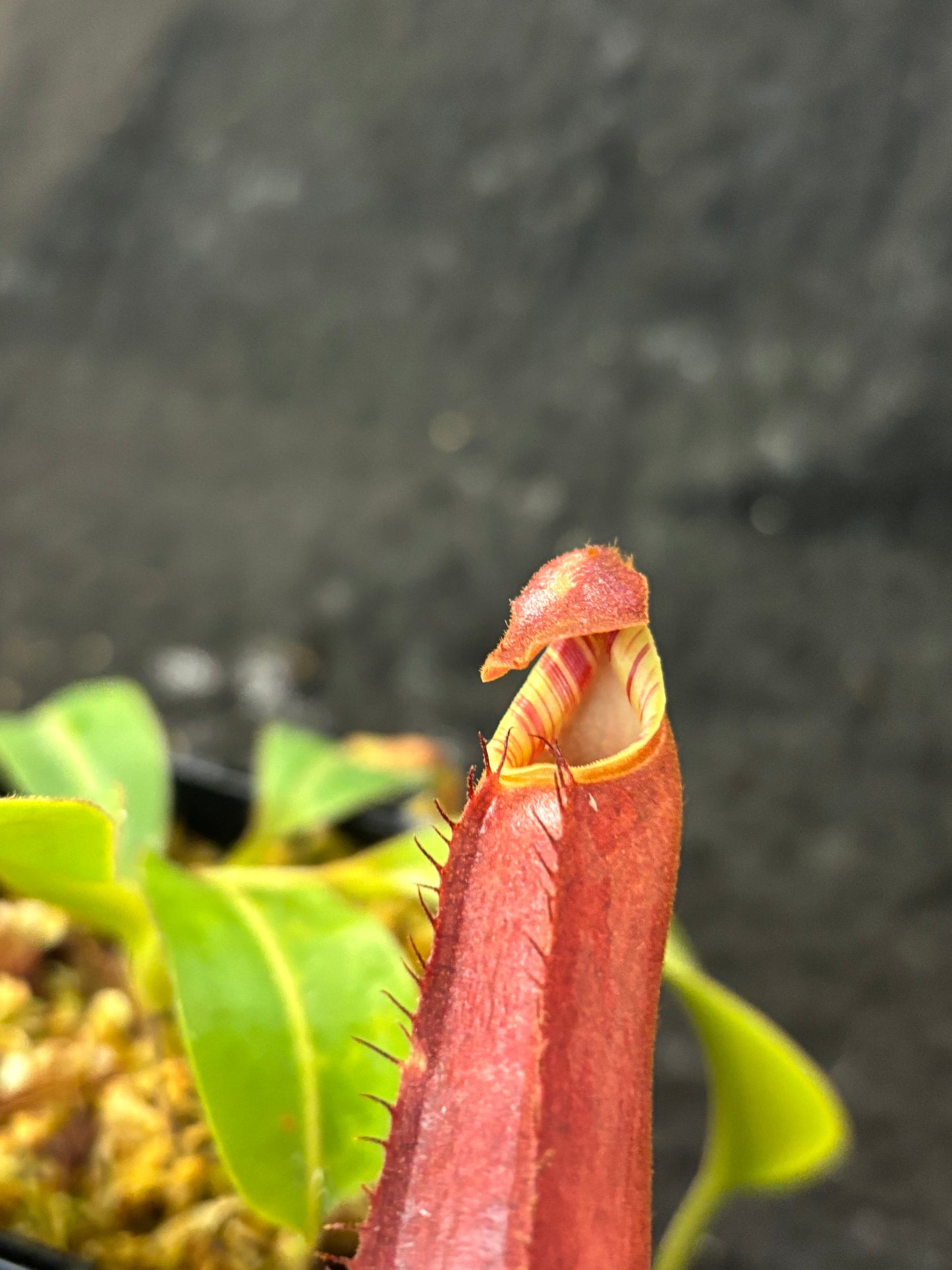 Nepenthes (veitchii x boschiana) x hamata SG